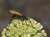 Tarantula Hawk Wasp (Pepsis Pallidolimbata) on Desert Milkweed (Asclepias Erosa) Red Rock Canyon Photographie par Gerald & Buff Corsi