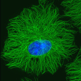 Confocal Light Micrograph of Cultured Cell in Which the Microtubules Have Been Stained Green Photographic Print by Thomas Deerinck