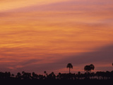 Twilight over Yatay Palm Trees (Butia Yatay), El Palmar National Park, Argentina Photographic Print by Gary Cook