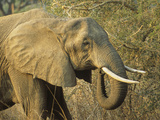 Afrian Elephant Head (Loxodonta Africana), South Luangwa National Park, Zambia Photographic Print by Gary Cook