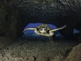Green Sea Turtle (Chelonia Mydas) an Endangered Species, Swims Through a Tunnel Lámina fotográfica por David Fleetham Green Sea Turtle (Chelonia Mydas) an Endangered Species, Swims Through a Tunnel Lámina fotográfica por David Fleetham