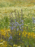 Parish's Desert Larkspur (Delphinium Parishii) Goldfields (Lasthenia) and Tidy Tips Fotografie-Druck von Gerald & Buff Corsi