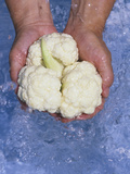 Cauliflower Being Washed (Brassica Oleracea) Photographic Print by Wally Eberhart