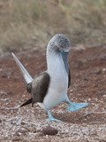 Blue-Footed Booby Courtship Display (Sula Nebouxii), North Seymour, Galapagos Islands, Ecuador Photographic Print by Gerald & Buff Corsi