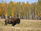 Buffalo Being Raised on a Ranch (Bison Bison), Delta Junction, Alaska, USA Photographic Print by Patrick Endres