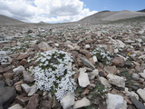 Dwarf or Cushion Phlox (Phlox Condensata), Ancient Bristlecone Pine Forest, Inyo National Forest Photographie par Gerald & Buff Corsi