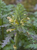 Wood Betony or Canadian Lousewort (Pedicularis Canadensis) Great Smoky Mountains Np Photographic Print by Gerald & Buff Corsi