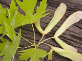 Maple Tree Seeds and Leaves Photographic Print by Jeff Daly