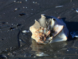 Knobbed Whelk Shell on Sandy Beach Photographic Print by Marc Epstein