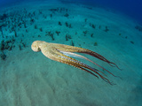 Day Octopus Swimming (Octopus Cyanea), Hawaii Photographic Print by David Fleetham
