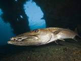 Great Barracuda at Liberty Wreck, Tulamben, Bali, Indonesia Photographic Print by Reinhard Dirscherl
