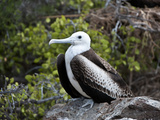 Magnificent Frigatebird (Fregata Magnificens), North Seymour, Galapagos Islands, Ecuador Fotografiskt tryck av Gerald & Buff Corsi
