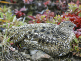 Willow Ptarmigan Camouflaged in In Autumn Vegetation (Lagopus Lagopus) Photographic Print by Patrick Endres
