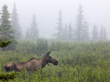 Cow Moose (Alces Alces) in the Taiga of Denali National Park, Alaska, USA Photographic Print by Patrick Endres
