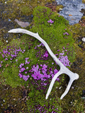 Moss Campion (Silene Acaulis), Mountain Dwelling Wildflower of the Arctic Photographic Print by Buff & Gerald Corsi