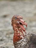 Southern Giant Petrel Eating Dead Ant Fur Seal,  Macronectes Giganteus Photographic Print by Gerald & Buff Corsi