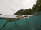 Saltwater Crocodile Swimming with its Head Just Above the Surface (Crocodylus Porosus) Micronesia Photographic Print by Reinhard Dirscherl