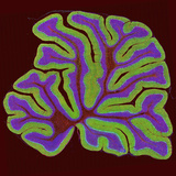A Section of the Cerebellum Fluorescently Labeled for the Ip3 Receptor Found in Purkinje Neurons Photographic Print by Thomas Deerinck