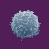 White Blood Cell, SEM Fotografie-Druck von Donald Fawcett