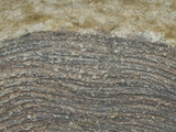 Living Stromatolites, Glacier National Park, Montana, USA, Museum of the Rockies, Bozeman, Montana Photographic Print by Gerald & Buff Corsi