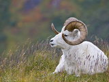 Dall Sheep Ram (Ovis Dalli), Denali National Park, Alaska, USA Photographic Print by Patrick Endres