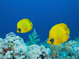 Masked Butterflyfish (Chaetodon Semilarvatus), St. Johns Reef, Rotes Meer, Egypt Photographic Print by Reinhard Dirscherl