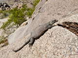 Chuckwalla Sunning (Sauromalus Ater), Joshua Tree National Park, California, Mojave Desert, USA Photographie par Buff & Gerald Corsi