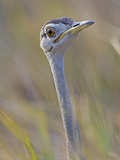 Black-Bellied Bustard, Eupodotis Melanogaster, Head, Moremi Wildlife Reserve, Botswana, Africa Photographic Print by Gerald & Buff Corsi