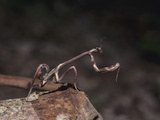 Praying Mantis, Ecuador Photographic Print by Gary Cook