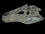 Allosaurus Dinosaur Skull from Big Horn County Photographie par Gerald & Buff Corsi
