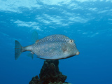 Honeycomb Cowfish (Lactophrys Polygonia), Cozumel, Caribbean Sea, Mexico Photographic Print by Reinhard Dirscherl