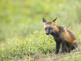 Cross Fox Variety of Red Fox (Vulpes Vulpes), Denali National Park, Alaska, USA Photographic Print by Patrick Endres