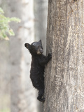 An Unhealthy Spring Cub Black Bear (Ursus Americanus) Climbing a Tree Photographic Print by Cheryl Ertelt