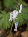 Squirrel Corn (Dicentra Canadensis), Great Smoky Mountains National Park,  Family Fumariaceae Photographic Print by Gerald & Buff Corsi