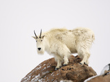 Mountain Goat (Oreamnos Americanus), Rocky Mountains, North America Photographic Print by John Cornell