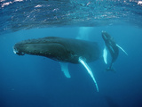 Humpback Whale, Mother and Calf (Megaptera Novaeangliae) Rurutu Photographic Print by Reinhard Dirscherl
