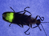 Firefly Flashing at Night, Fireflies are Called Lightning Bugs Photographic Print by Jeff Daly