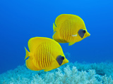 Masked Butterflyfish (Chaetodon Semilarvatus), St. Johns Reef, Rotes Meer, Egypt Photographic Print by Reinhard Dirscherl