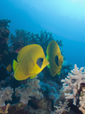 Masked Butterflyfish (Chaetodon Semilarvatus), Marsa Alam, Red Sea, Egypt Photographic Print by Reinhard Dirscherl