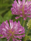 Red Clover Flowers (Trifolium Pratense) Photographic Print by Gary Cook