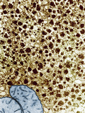Cytoplasm of a Liver Cell after a Meal Showing Abundant Clusters of Glycogen Granules, TEM Fotografie-Druck von Donald Fawcett