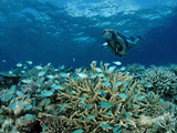 Scubdiver Observing Coral Reef with Schooling Coral Fishes (Chromis Viridis) Maldivesn Ocean Photographic Print by Reinhard Dirscherl