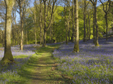 Bluebells on the Forest Floor Along a Path in Carstramon Wood, Dumfries and Galloway, Scotland, UK Photographic Print by Gary Cook