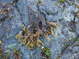 Rockweed (Fucus Gardneri), Glacier Bay National Park, Alaska, USA Photographie par Gerald & Buff Corsi