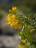 Bladderpod (Isomeris Arborea), Joshua Tree National Park, California, Mojave Desert, USA Photographie par Buff & Gerald Corsi