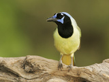 Green Jay (Cyanocorax Yncas), North America Photographie par John Cornell