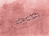 Filaments of DNA Spreading from the Core Protein of Isolated Chromosome Fotografie-Druck von Donald Fawcett