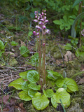 Liverleaf Wintergreen (Pyrola Asarifolia), Glacier Bay National Park, Alaska, USA Photographic Print by Gerald & Buff Corsi