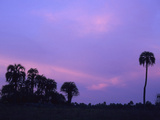Twilight over Yatay Palm Trees (Butia Yatay), El Palmar National Park, Argentina Photographic Print by Gary Cook