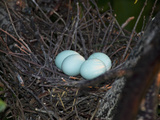 Green Heron (Butorides Virescens) Eggs in the Nest, Florida, USA Photographie par John Cornell